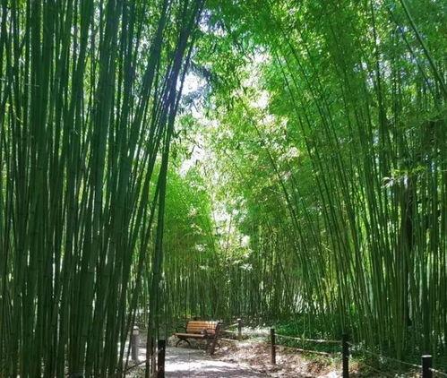 竹林小区新闻爆料视频播放,视频揭秘小区最新动态 第3张 竹林小区新闻爆料视频播放,视频揭秘小区最新动态 第3张