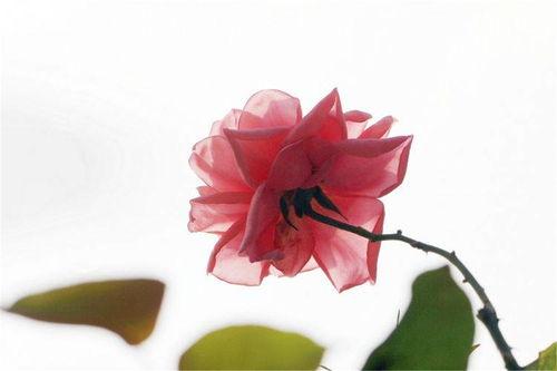 一颗花心的萝卜爆料视频,揭秘娱乐圈不为人知的秘密 第3张 一颗花心的萝卜爆料视频,揭秘娱乐圈不为人知的秘密 第3张